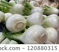 Crisp Organic Fennel Bulbs Close-Up 120880315