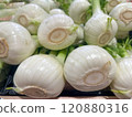 Fresh Organic Fennel Bulbs Close-Up 120880316