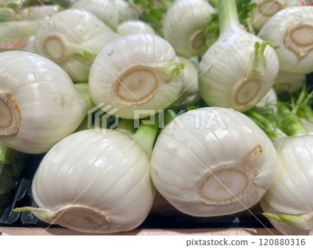Fresh Organic Fennel Bulbs Close-Up Fresh Organic Fennel Bulbs Close-Up 120880316
