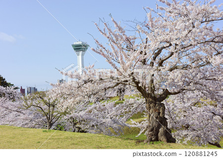 Goryokaku Tower and cherry blossoms Goryokaku Tower and cherry blossoms 120881245