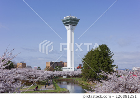 五棱郭塔與櫻花 五棱郭塔與櫻花 120881251