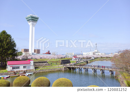 五棱郭塔與櫻花 120881252