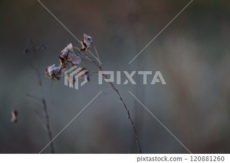 枯葉 枯葉 120881260