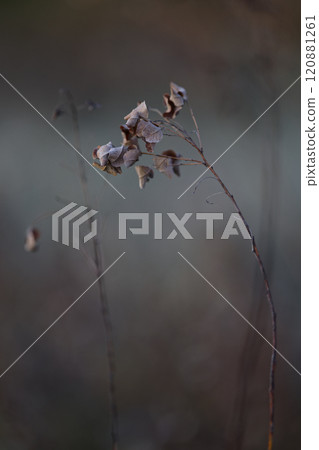 Dead leaves 120881261