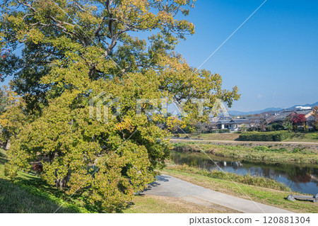 初冬的鴨川公園，樹木變色，京都市 120881304