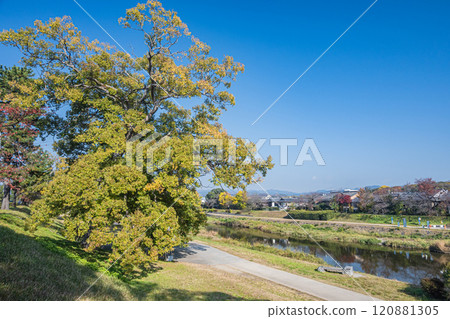 初冬的鴨川公園，樹木變色，京都市 120881305