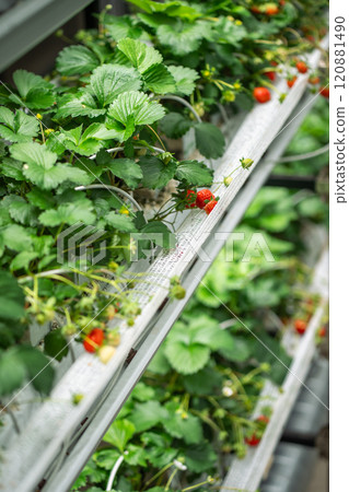 Strawberry cultivation in greenhouse. Mini-farm for growing Fragaria indoors in artificial substrate 120881490