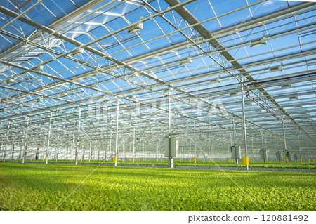 Vegetable, lettuce in smart greenhouse with automated irrigation, climate control. Agribusiness. Vegetable, lettuce in smart greenhouse with automated irrigation, climate control. Agribusiness. 120881492
