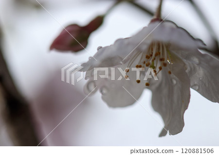 Somei-yoshino cherry blossoms wet with rain Somei-yoshino cherry blossoms wet with rain 120881506