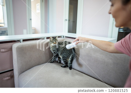 Scary cat on couch wary of steam comb, unfamiliar gadget in pet hotel. Cat fear of new grooming tool Scary cat on couch wary of steam comb, unfamiliar gadget in pet hotel. Cat fear of new grooming tool 120881525