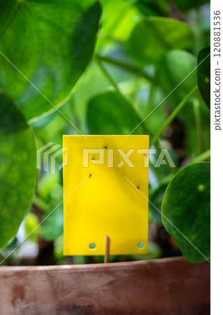 Fungus gnats stuck on yellow sticky trap closeup. Flypaper for Sciaridae insect pests at home 120881536