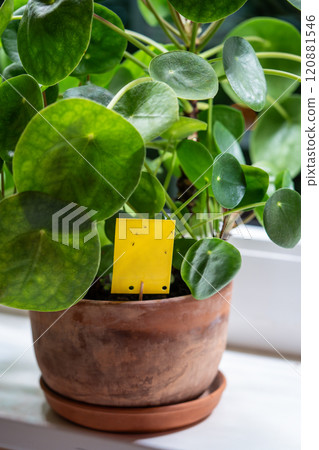 Fungus gnats stuck on yellow sticky trap closeup. Flypaper for Sciaridae insect pests at home garden Fungus gnats stuck on yellow sticky trap closeup. Flypaper for Sciaridae insect pests at home garden 120881546