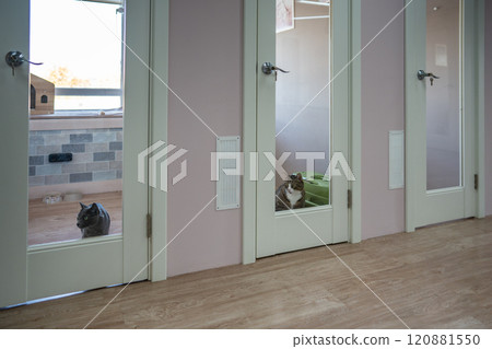 Cats waiting in animal hotel rooms, looking through glass, curious about activities and walk time 120881550