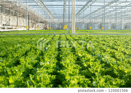 Frillice lettuce field cultivation in vast greenhouse with smart irrigation. High tech plant care Frillice lettuce field cultivation in vast greenhouse with smart irrigation. High tech plant care 120881566