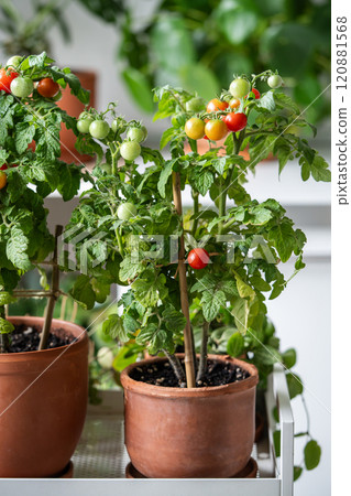 Fresh juicy potted cherry tomatoes at home. Eco friendly living, growing vegetable in room Fresh juicy potted cherry tomatoes at home. Eco friendly living, growing vegetable in room 120881568