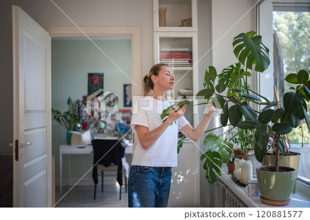 Pleased middle aged woman plant lover takes care for houseplant monstera checking leaf in morning. Pleased middle aged woman plant lover takes care for houseplant monstera checking leaf in morning. 120881577
