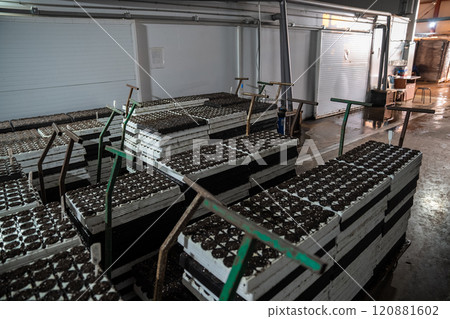 Pallets with soil prepared for transfer to controlled climate chamber for best moisture conditions 120881602