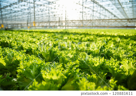 Frillice plant plantation in control greenhouse conditions. Soil based systems, modern agriculture 120881611