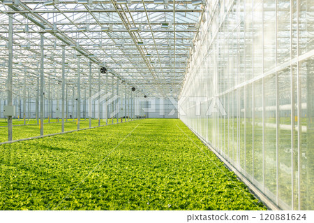 Growing fresh lettuce, vegetables, salad in a modern greenhouse by hydroponics method. Agribusiness Growing fresh lettuce, vegetables, salad in a modern greenhouse by hydroponics method. Agribusiness 120881624