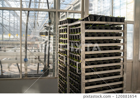 Greenhouse plants adaptation.Plant seedlings on multi level trolley in hall, transplant readiness 120881654