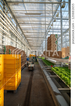 Harvesting Frillice lettuce by workers. Hall organized with crates and plant trays for greenhouse Harvesting Frillice lettuce by workers. Hall organized with crates and plant trays for greenhouse 120881655