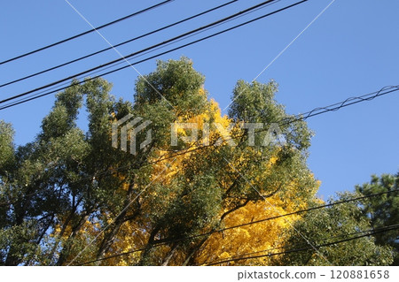 I walked in Kinuta Park I walked in Kinuta Park 120881658
