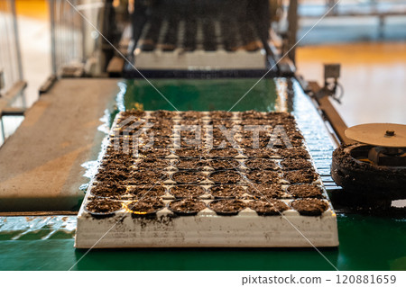 Soil mixture pallet leaves hydration chamber after warm misting. Hydrated soil base in agriculture Soil mixture pallet leaves hydration chamber after warm misting. Hydrated soil base in agriculture 120881659