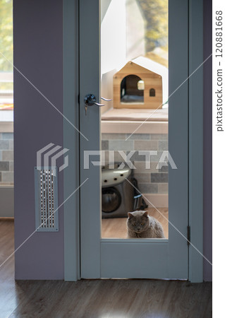 Cat feels sad and lonely in pet hotel room, waiting for owners, look out glass door. Pet boarding 120881668