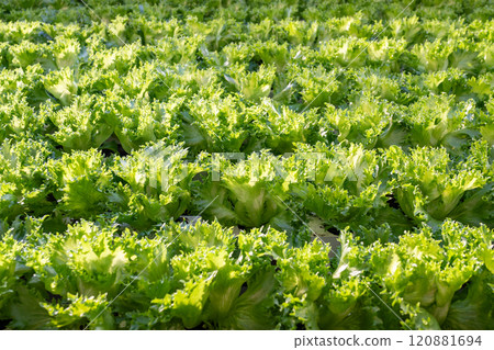 Frillice lettuce cultivation, grow under controlled condition. Sustainable produce, crop development 120881694