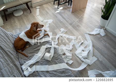 Top view of dog lying on couch after make mess in living room by unwrapping toilet paper home alone Top view of dog lying on couch after make mess in living room by unwrapping toilet paper home alone 120881695