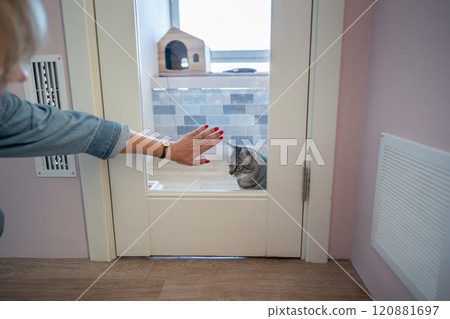 Woman hand on glass door of cat hotel room, gently saying goodbye to cat. Professional care of pets 120881697