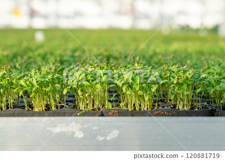 Coriander and lettuce in soil mixture pots in greenhouse. Plant adaptation, nursery grown seedlings Coriander and lettuce in soil mixture pots in greenhouse. Plant adaptation, nursery grown seedlings 120881719