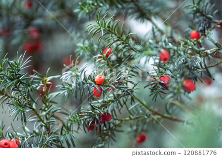 Pine needles of yew tree branches alongside red toxic berries in forest or park. Toxic plant feature 120881776