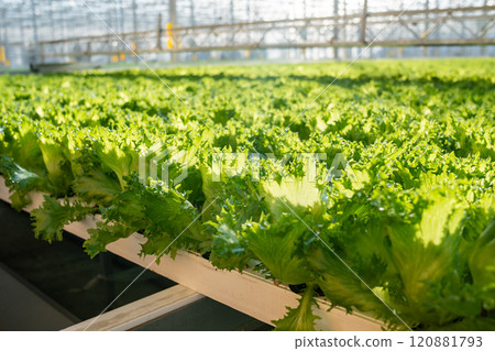 Specialized Frillice lettuce grow in hothouse. Efficient agriculture, nutrient control in greenhouse Specialized Frillice lettuce grow in hothouse. Efficient agriculture, nutrient control in greenhouse 120881793