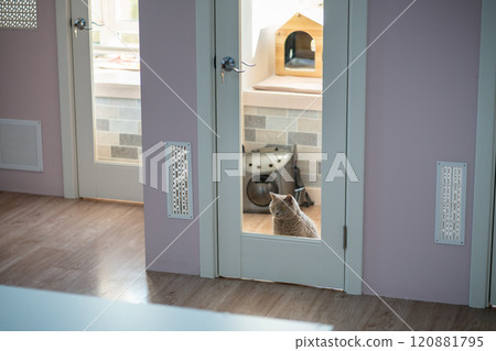 Lonely cat waits for owners in cat hotel room. Animal boarding, pet care, hospitality and shelter Lonely cat waits for owners in cat hotel room. Animal boarding, pet care, hospitality and shelter 120881795