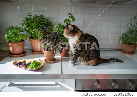 Interested cat sit on kitchen induction stove near small garden with houseplants herbs in clay pots Interested cat sit on kitchen induction stove near small garden with houseplants herbs in clay pots 120881805