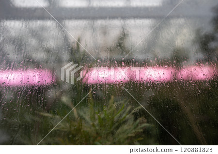 Raindrops roll down greenhouse glass, with streaks of condensation. Glow phytolamp in fall for plant 120881823