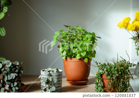 Melissa plant in terracotta pot on table. Growing aromatic fresh mint, lemon balm herbs at home Melissa plant in terracotta pot on table. Growing aromatic fresh mint, lemon balm herbs at home 120881837