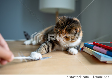 Lazy cat caught feather from hand, playfully pinning it down. Feline instincts, playful behavior Lazy cat caught feather from hand, playfully pinning it down. Feline instincts, playful behavior 120881843