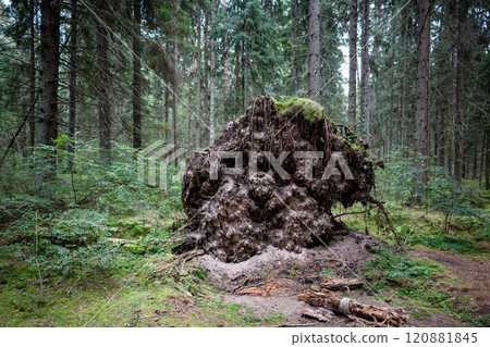 Tree with exposed broken roots, felled by wind during hurricane in middle of forest on edge of woods Tree with exposed broken roots, felled by wind during hurricane in middle of forest on edge of woods 120881845