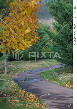 Picturesque autumn nature park with wooden curving path with puddles and with trimmed thuja bushes Picturesque autumn nature park with wooden curving path with puddles and with trimmed thuja bushes 120881869