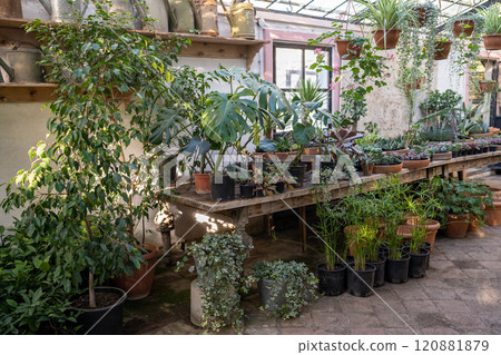 Cozy interior of flower shop selling decorative plants looking like greenhouse, hothouse, orangery Cozy interior of flower shop selling decorative plants looking like greenhouse, hothouse, orangery 120881879