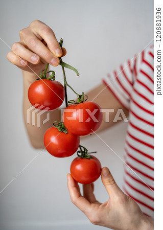 Woman holding fresh ripe organic tomatoes on branch  120881936