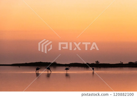 Flamingos silhouetted at sunset over a pink wetland lake Flamingos silhouetted at sunset over a pink wetland lake 120882100