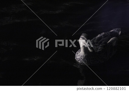 Artistic infrared photo of a female mallard duck with negative space Artistic infrared photo of a female mallard duck with negative space 120882101