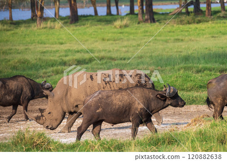 White Rhino and Buffalo White Rhino and Buffalo 120882638