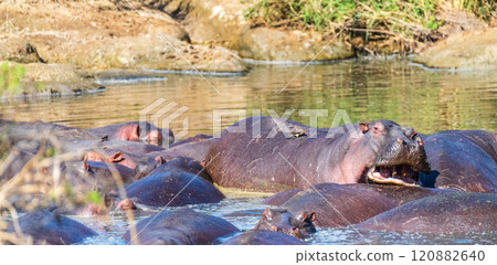 Hippo pool in the Serengeti 120882640