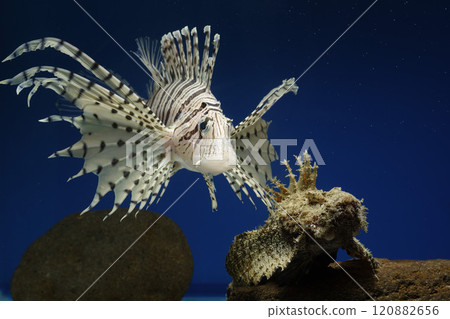 獅子魚、獅子魚、泳石魚、毒魚、虎魚、妖虎魚、自由軟鰩魚 獅子魚、獅子魚、泳石魚、毒魚、虎魚、妖虎魚、自由軟鰩魚 120882656