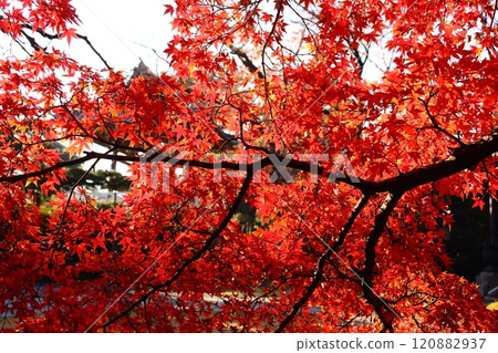The red maple trees and bell tower of Fukuzo-in Temple bathed in sunlight (4) 120882937