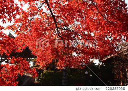 The red maple trees and bell tower of Fukuzo-in Temple bathed in sunlight (5) 120882938